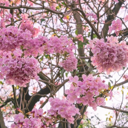 بذور التابوبيا الوردية ( Tabebuia rosea )