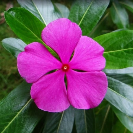 بذور زهور البفتة الوردية - البلدي ( Catharanthus roseus )