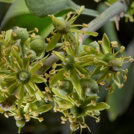 زهور الهجليج اللالوب تمر الصحراء