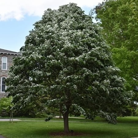 المناخ والتربة المناسبة لشجرة الزيزفون الفضي