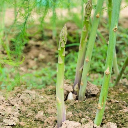 بذور Asparagus officinalis