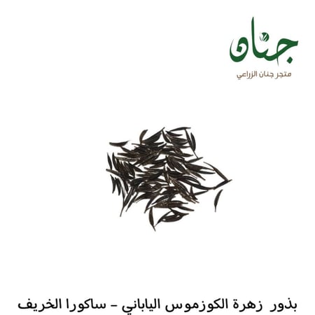 بذور الكوزموس الياباني