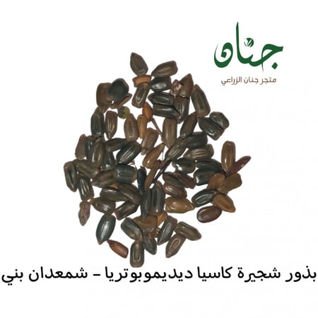 بذور شجيرة كاسيا ديديموبوتريا  شمعدان بني  senna didymobotrya