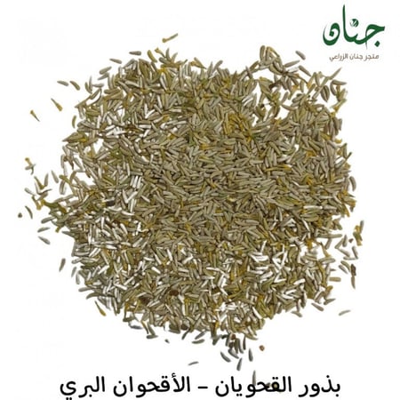 صورة بذور القحويان الاقحوان البري