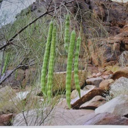 المورينقا العربي المورينغا العربي