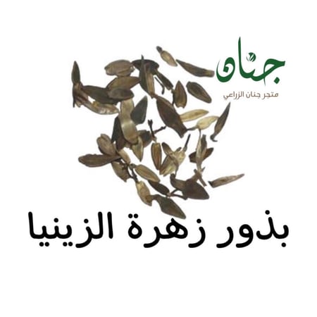 بذور الزينيا الملونة ( Zinnia elegans )