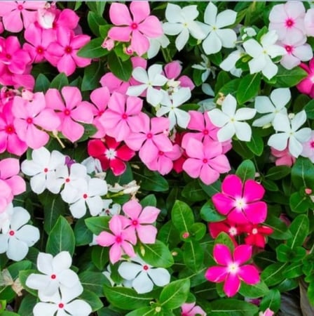 بذور البفتة الملونة - الفينكا - الالونكا ( Catharanthus roseus )
