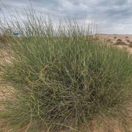 بذور شجيرة المرخ Leptadenia pyrotechnica