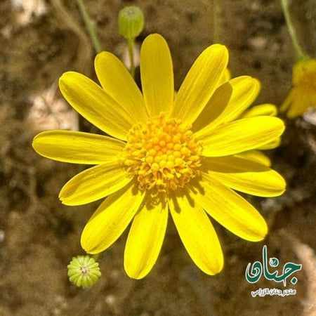 بذور الجرجار - النوير ( Senecio glaucus )