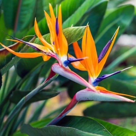 المناخ المناسب لزراعة طائر الجنة