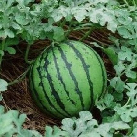 بذور بطيخ كروي