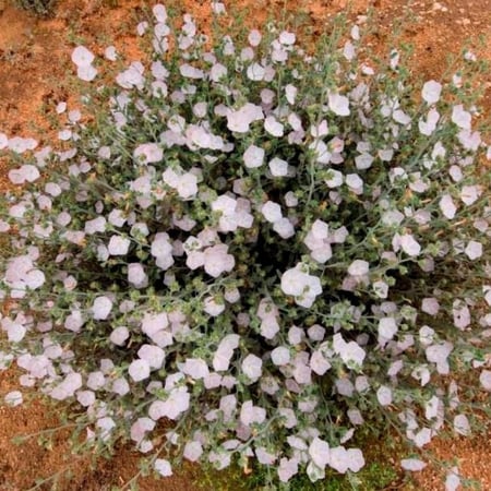 بذور الرخامى ( Convolvulus buschiricus )