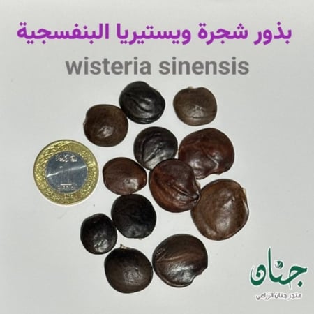 بذور شجرة ويستيريا البنفسجية Wisteria sinensis