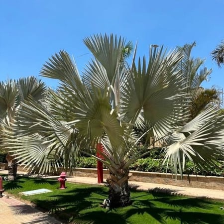 بذور نخيل البسمارك بسماركيا Bismarckia nobilis