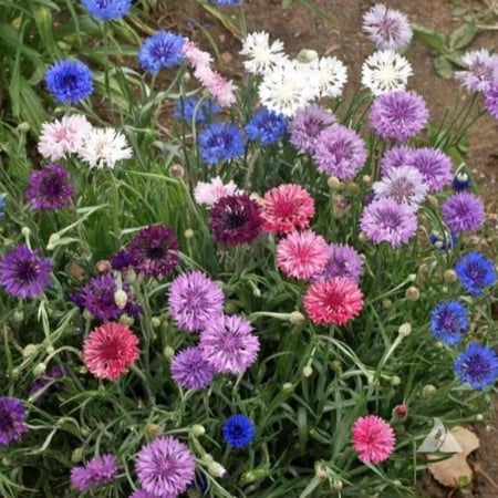 بذور زهرة سينتاوريا - ندى العنبر ( Centaurea cyanus )