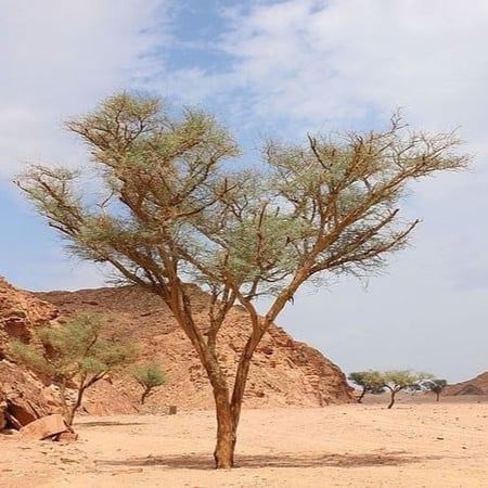 بذور طلح السيال ( Acacia johnwoodii )