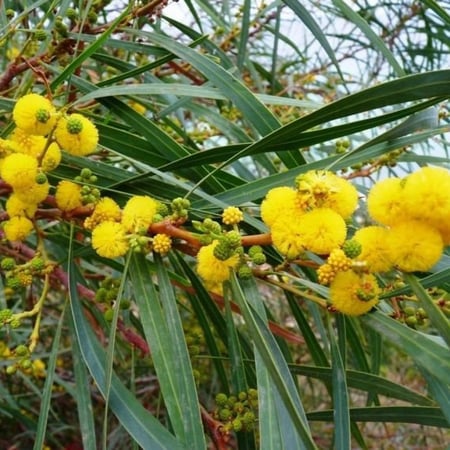 زهور شجرة Acacia saligna