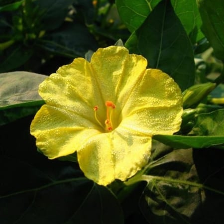 زهرة شب الليل الصفراء الساعة الرابعة