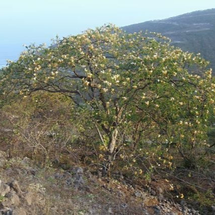 بذور الرنف النادرة - العضب ( Delonix elata )