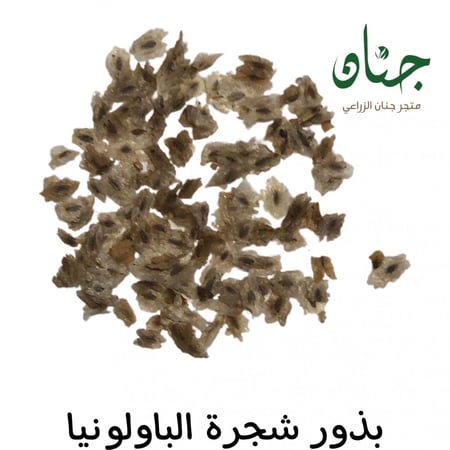 بذور باولونيا الأميرة ( Paulownia tomentosa )