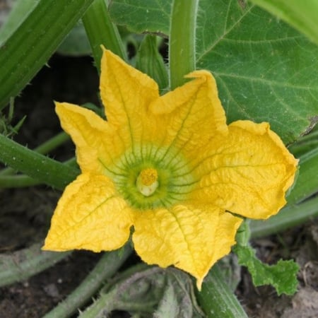 بذور القرع الأمريكي ( Cucurbita moschata )
