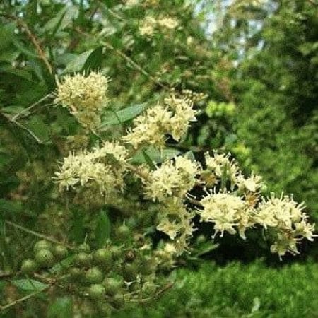 أزهار Lawsonia Inermis