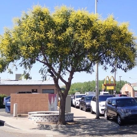 seeds of Koelreuteria Paniculata