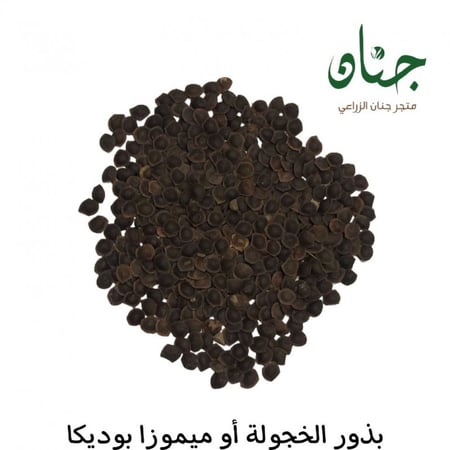 بذور الخجولة أو ميموزا بوديكا