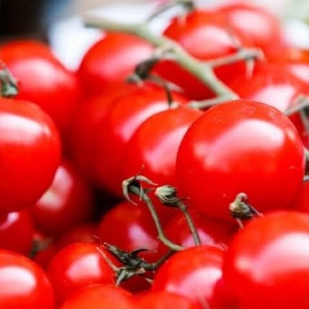 Solanum lycopersicum var