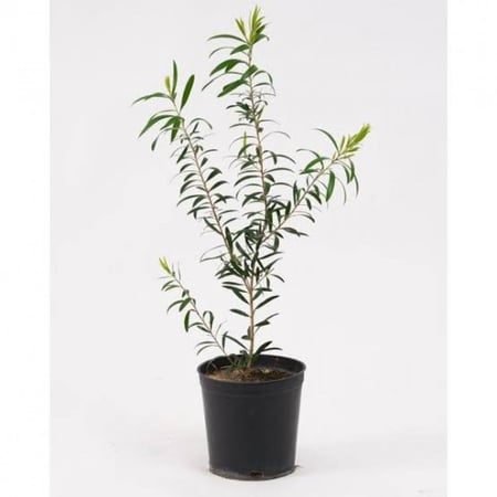 نبات فرشاة الزجاج