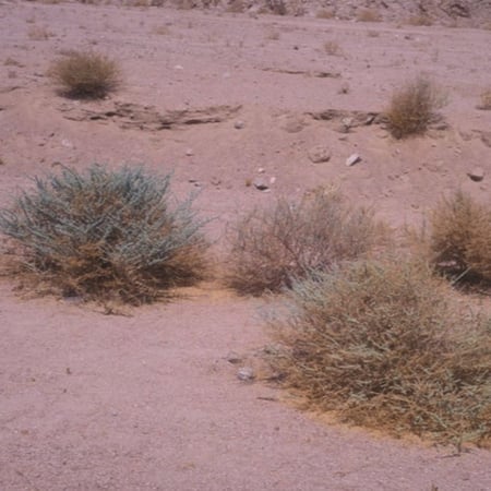 بذور البعيثران - شيح العطارين ( Artemisia Judaica )