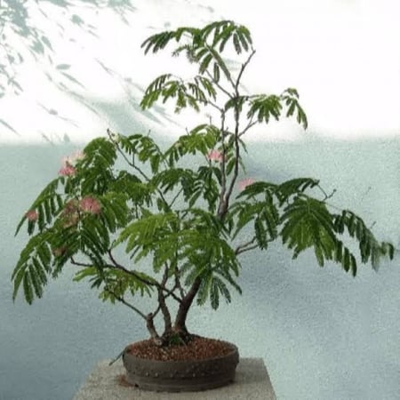 نبات Mimosa pudica