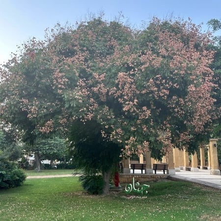 شجرة المطر كولريوتيريا