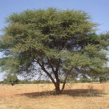 بذور شجرة الطلح الافريقي الرديانا