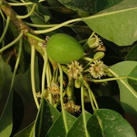 زهرة شجرة اللبخ العملاق