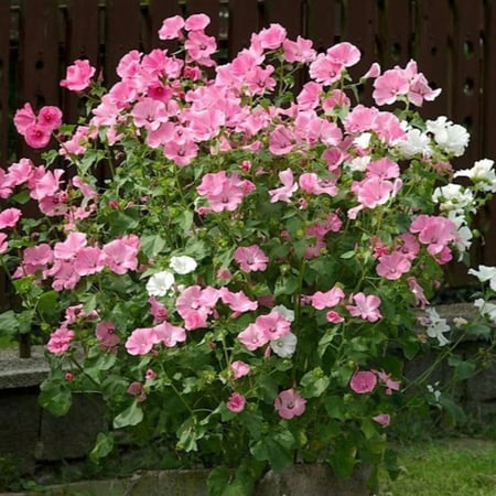 بذور زهرة لافاتيرا ( Lavatera trimestris )