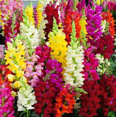 بذور زهرة فم السمكة - انترهيم ( Antirrhinum majus )