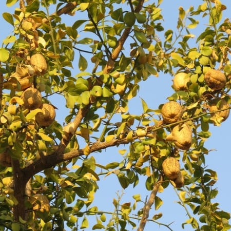 ثمار شجرة الهجليج اللالوب تمر الصحراء بلح الصحراء