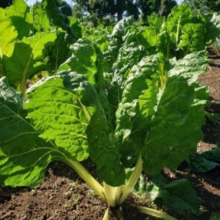 نبات السلق Beta vulgaris subsp