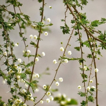 بذور طلح السيال ( Acacia johnwoodii )