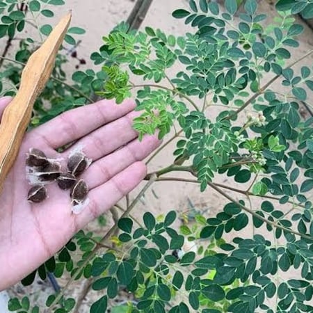 بذور المورينجا‬ ‫الهندية أو مورينجا اوليفيرا‬ ( Moringa oleifera )