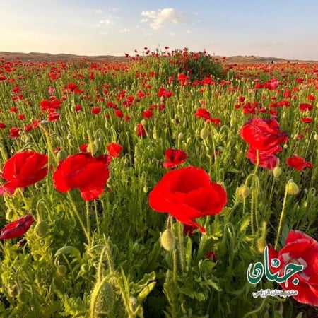 بذور الديدحان الأحمر - شقائق النعمان ( Papaver glaucum )