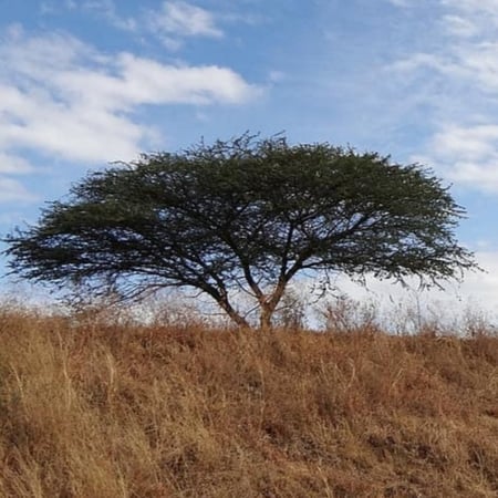 بذور شجرة القرض Acacia nilotica