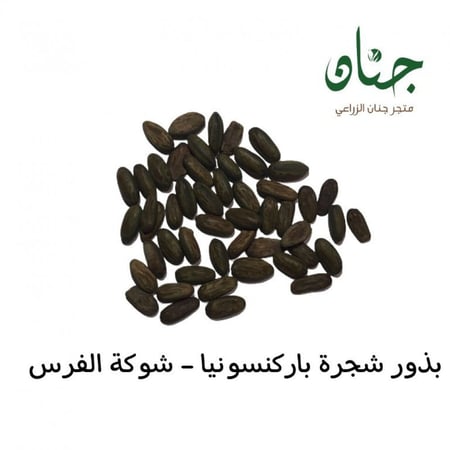 بذور باركنسونيا - شوكة الفرس‬ ( Parkinsonia aculeata )