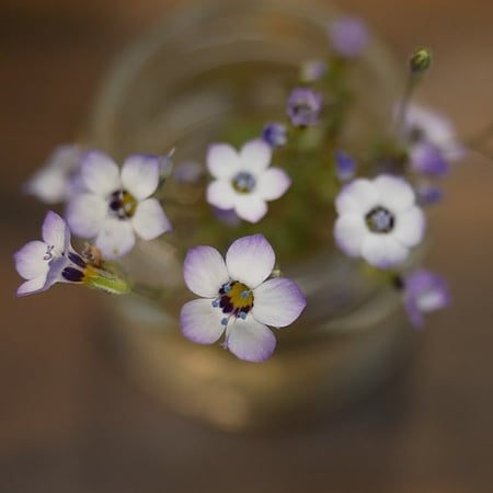 زهور عين الطائر ثلاثية الألوان