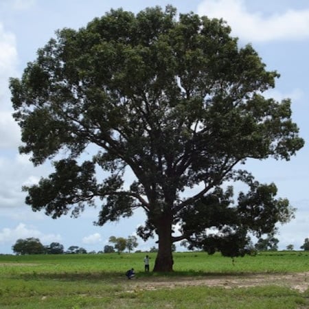 بذور أكاجو السنغال