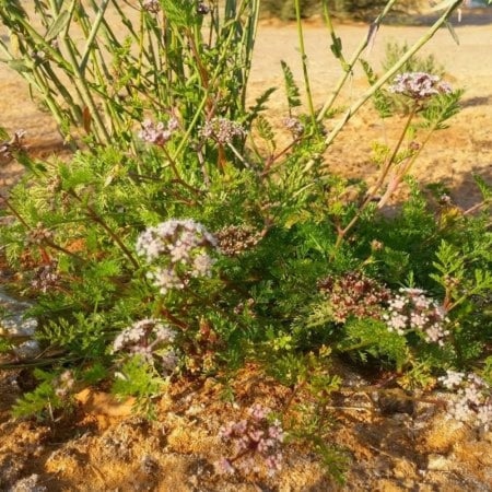 بذور البسباس البري ( anisosciadium lanatum )