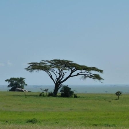 بذور طلح السيال ( Acacia johnwoodii )