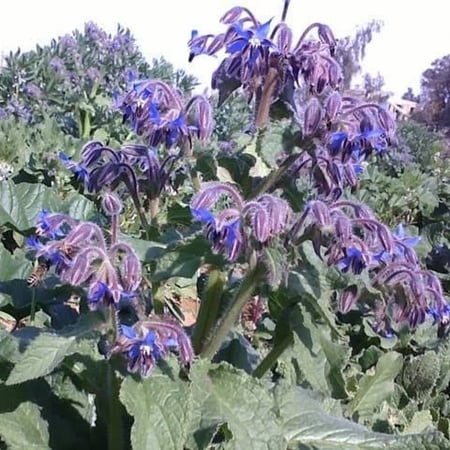 بذور خبز‬ ‫النحل - الحمحم ‫( Borage officinalis )