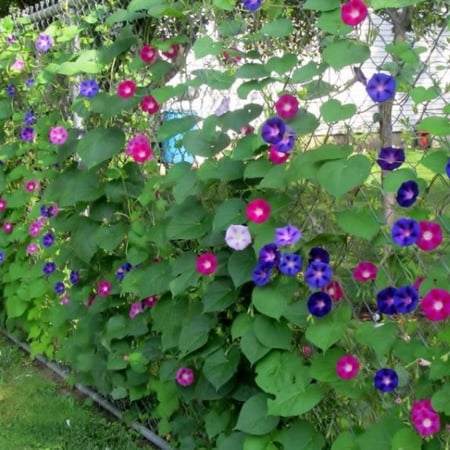 بذور زهرة مجد الصباح - ايبوميا ملونة ( Ipomoea purpurea )